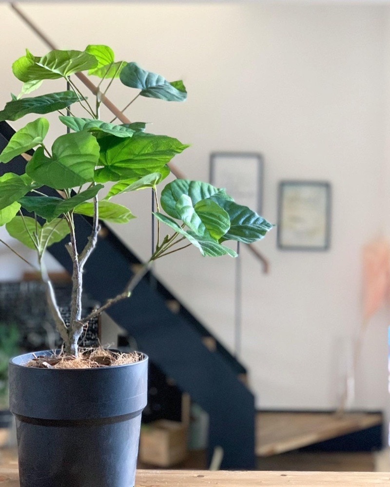 【送料無料♪】ウンベラータ