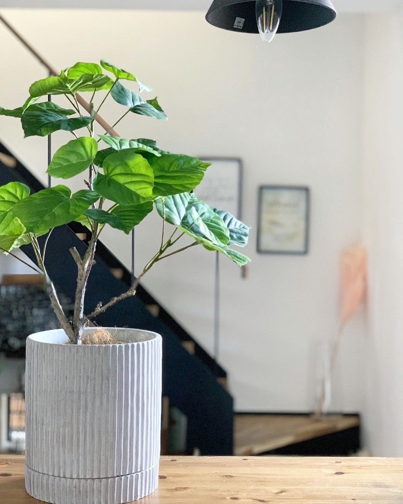 【送料無料♪】ウンベラータ