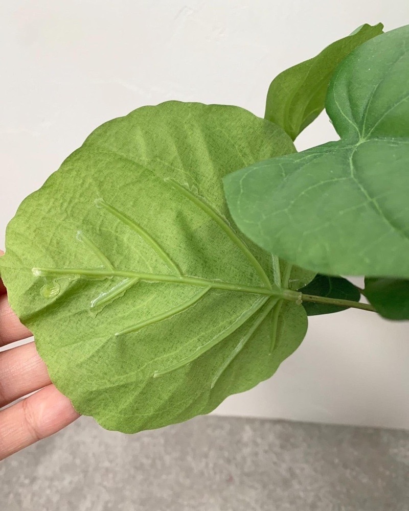 【送料無料♪】ウンベラータ