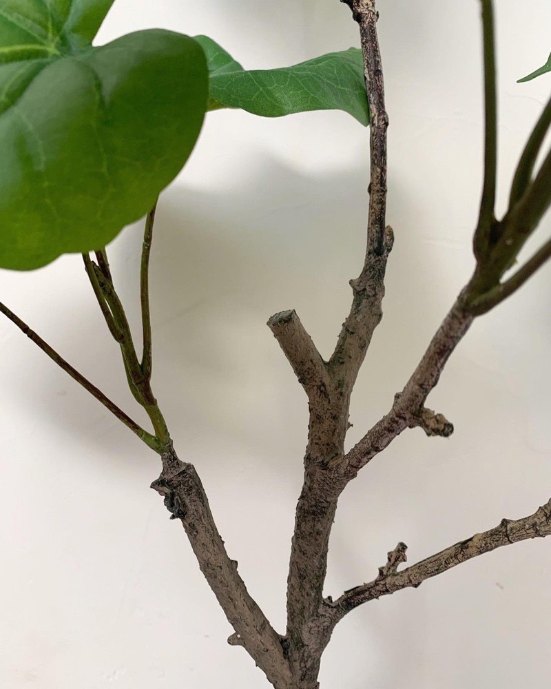 【送料無料♪】ウンベラータ