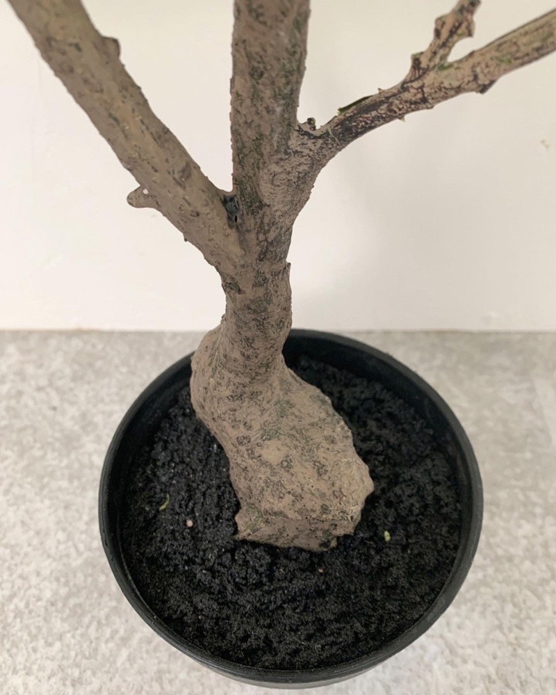 【送料無料♪】ウンベラータ