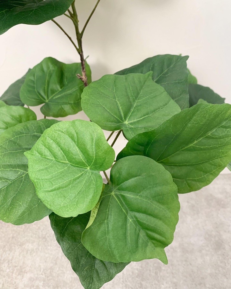 【送料無料♪】ウンベラータ