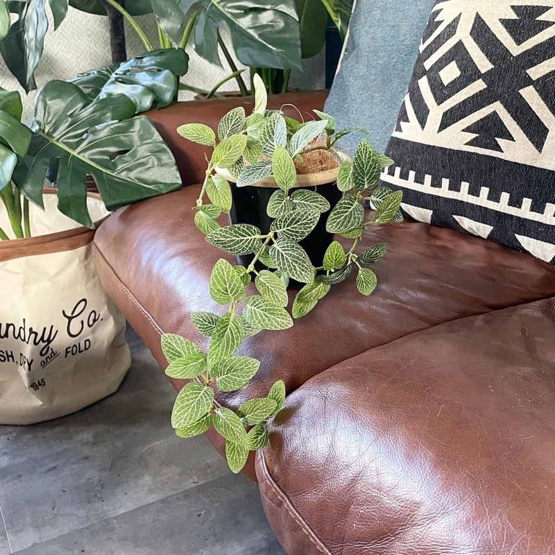 垂れるフィットニア（グリーン）