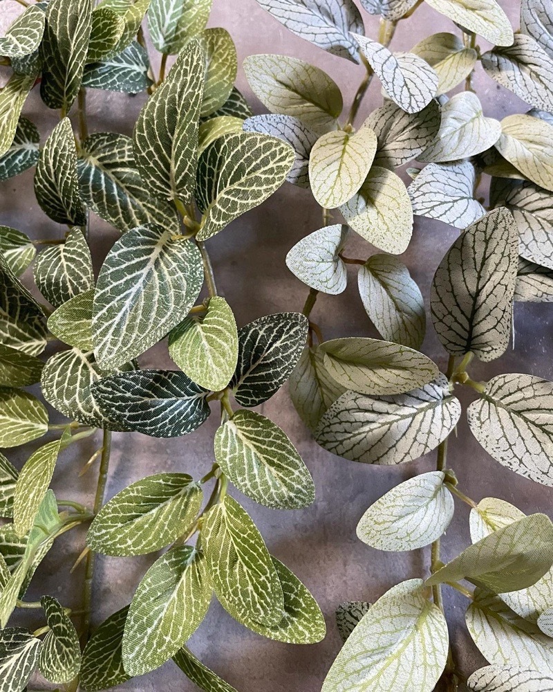 垂れるフィットニア（グリーン）