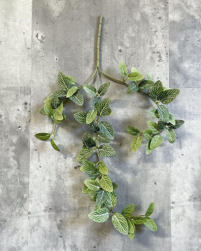 垂れるフィットニア（グリーン）