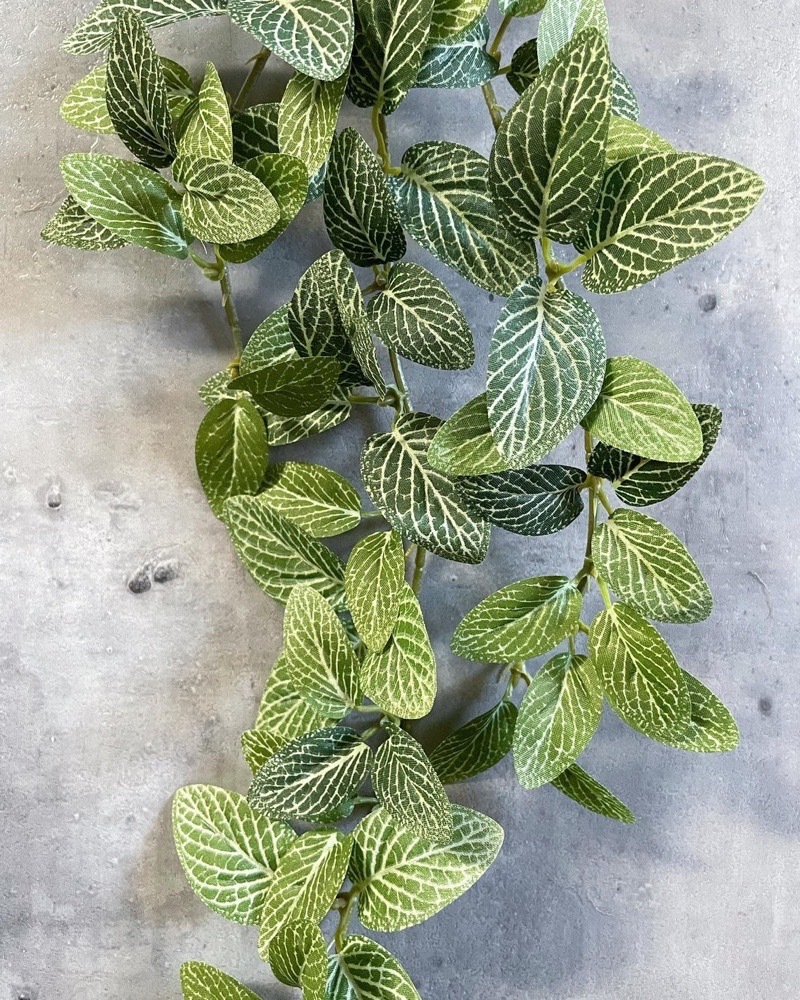 垂れるフィットニア（グリーン）