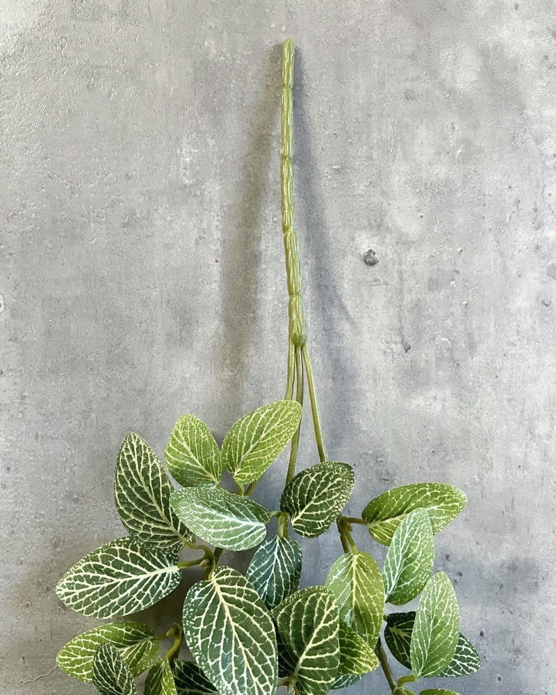 垂れるフィットニア（グリーン）