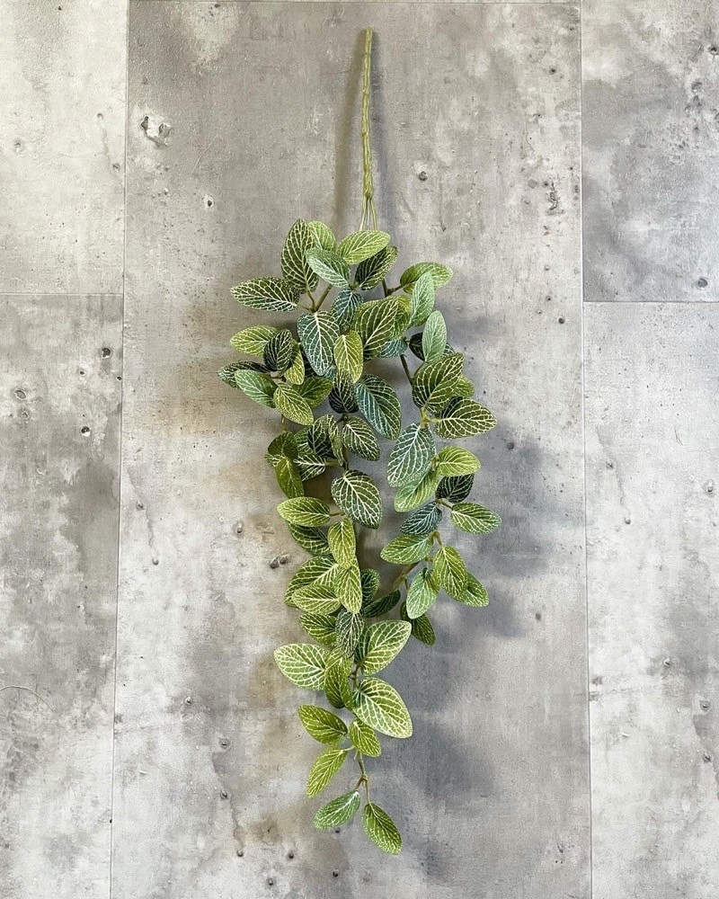 垂れるフィットニア（グリーン）