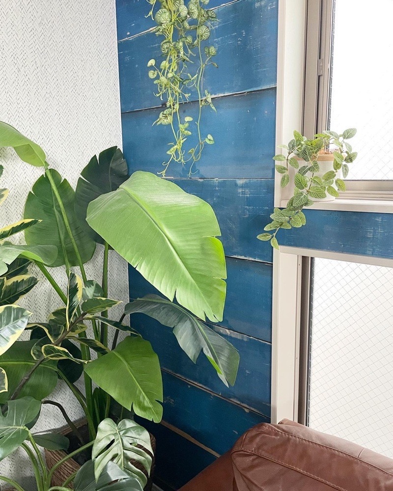 垂れるフィットニア（グリーン）