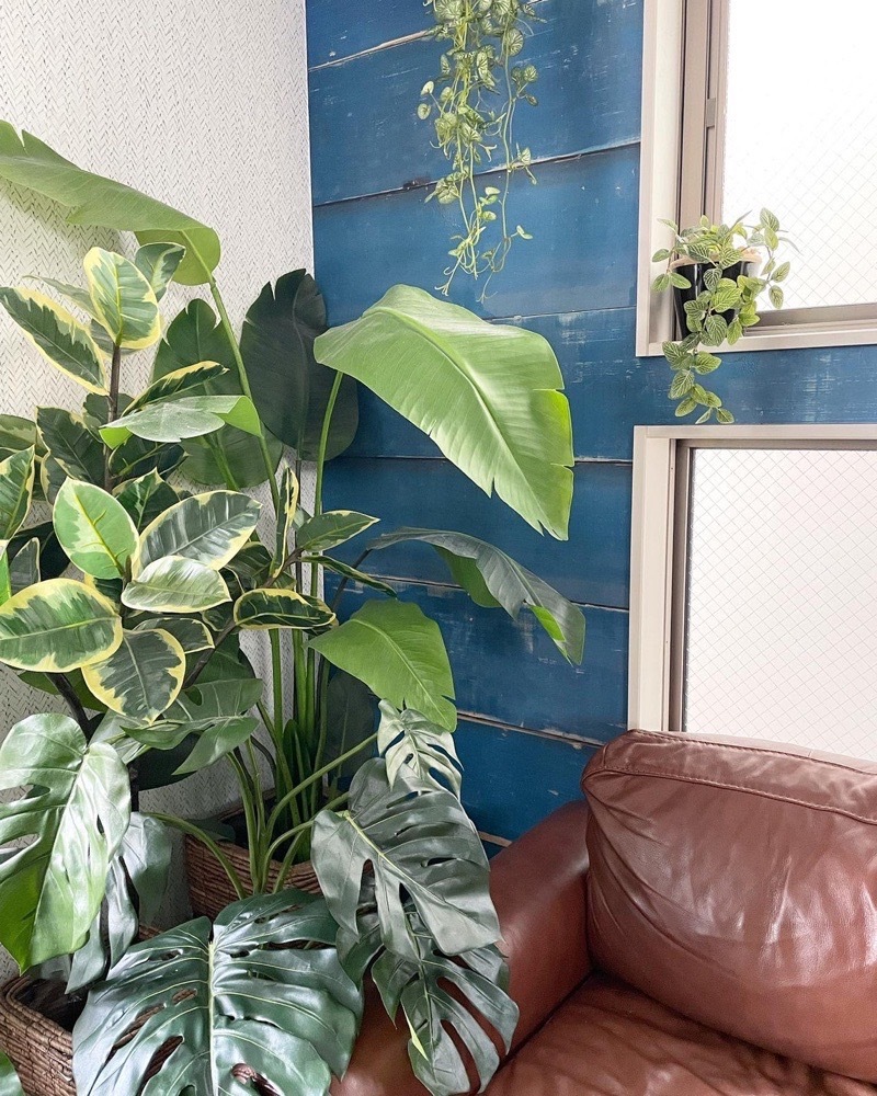 垂れるフィットニア（グリーン）