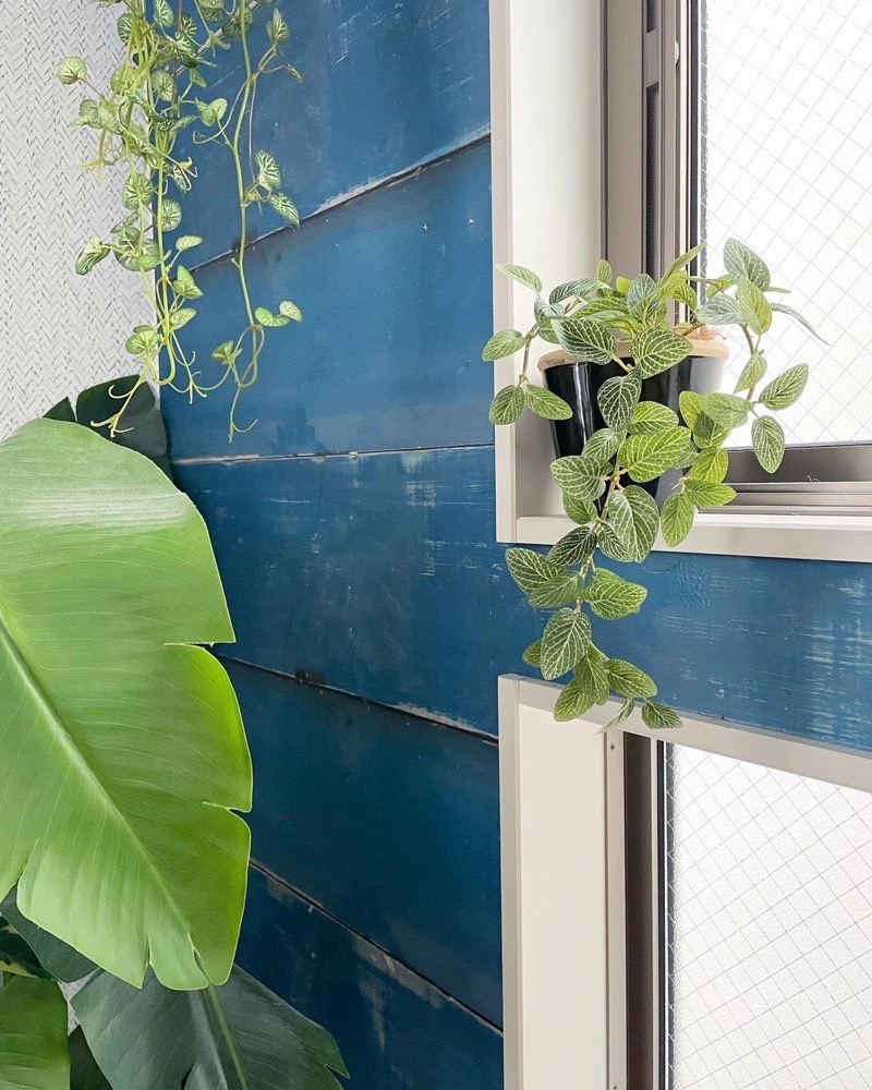 垂れるフィットニア（グリーン）