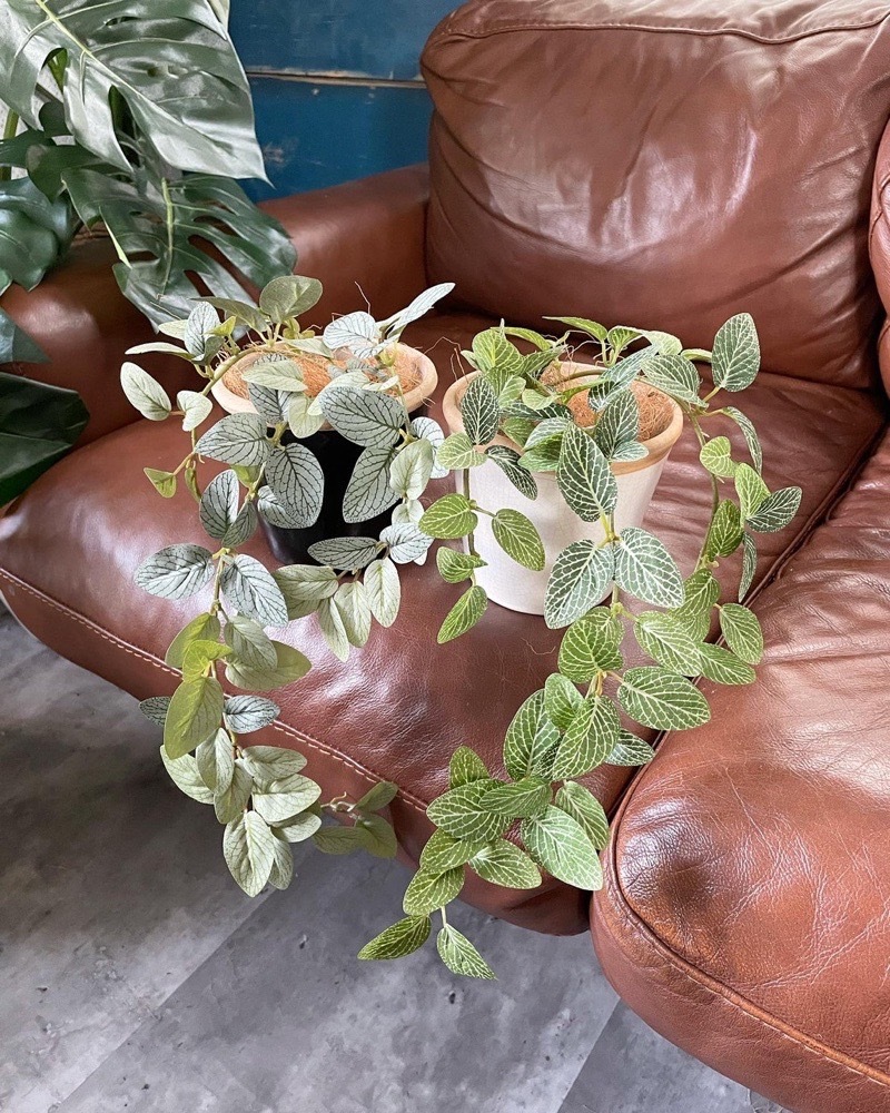 垂れるフィットニア（グリーン）|おしゃれなフェイクグリーン・人工