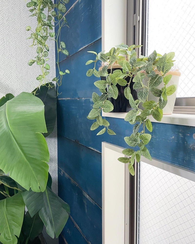 垂れるフィットニア（グリーン）