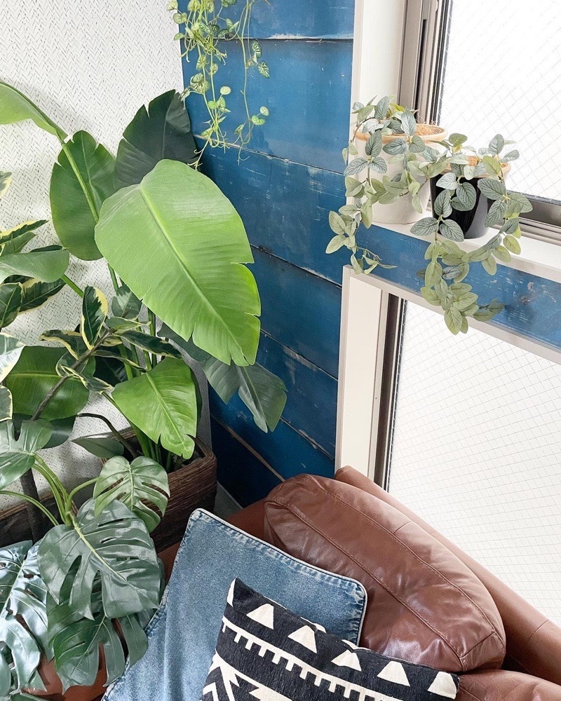 垂れるフィットニア（グリーン）