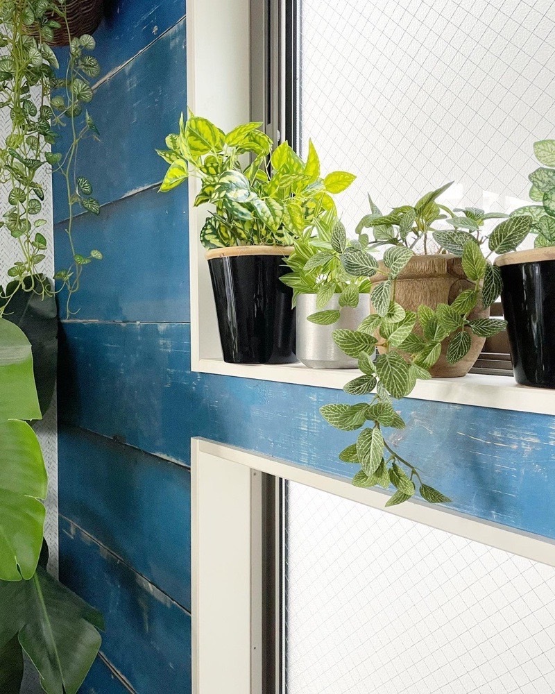 垂れるフィットニア（グリーン）