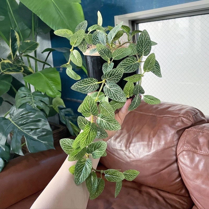 垂れるフィットニア（グリーン）|おしゃれなフェイクグリーン・人工