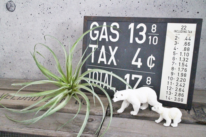 ティランジアB(Lサイズ)