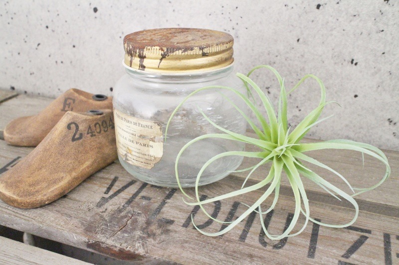 フレッシュティランジア(フロストグリーン)