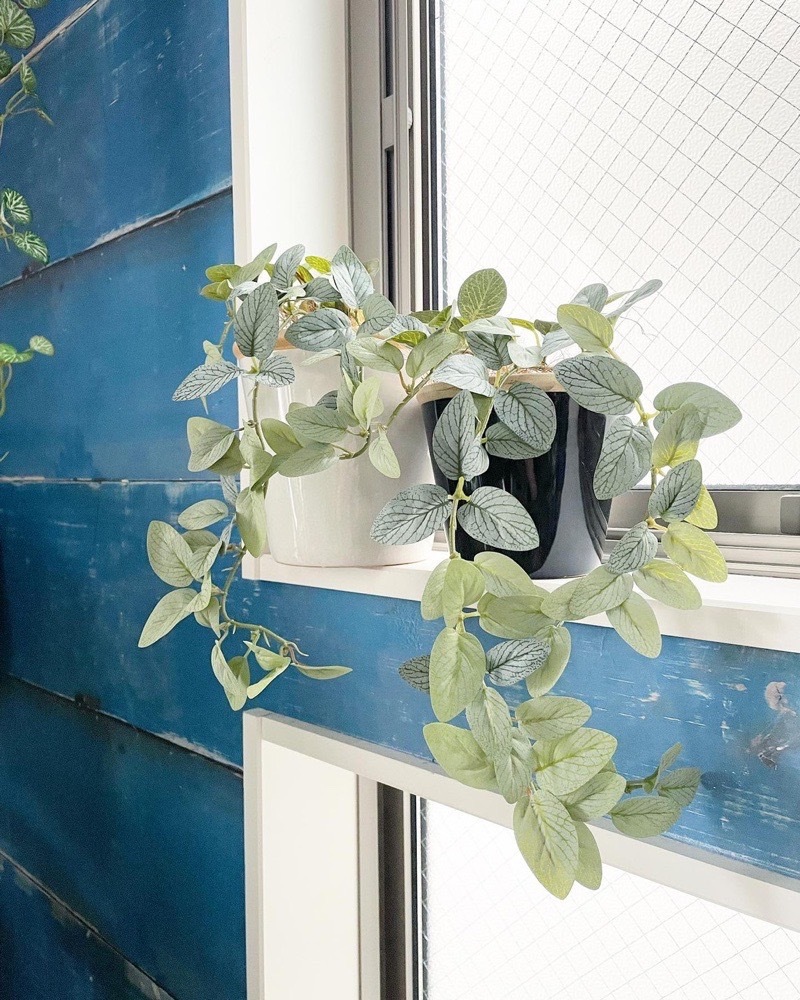 垂れるフィットニア（アンティークホワイト）