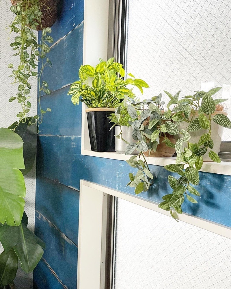 垂れるフィットニア（アンティークホワイト）