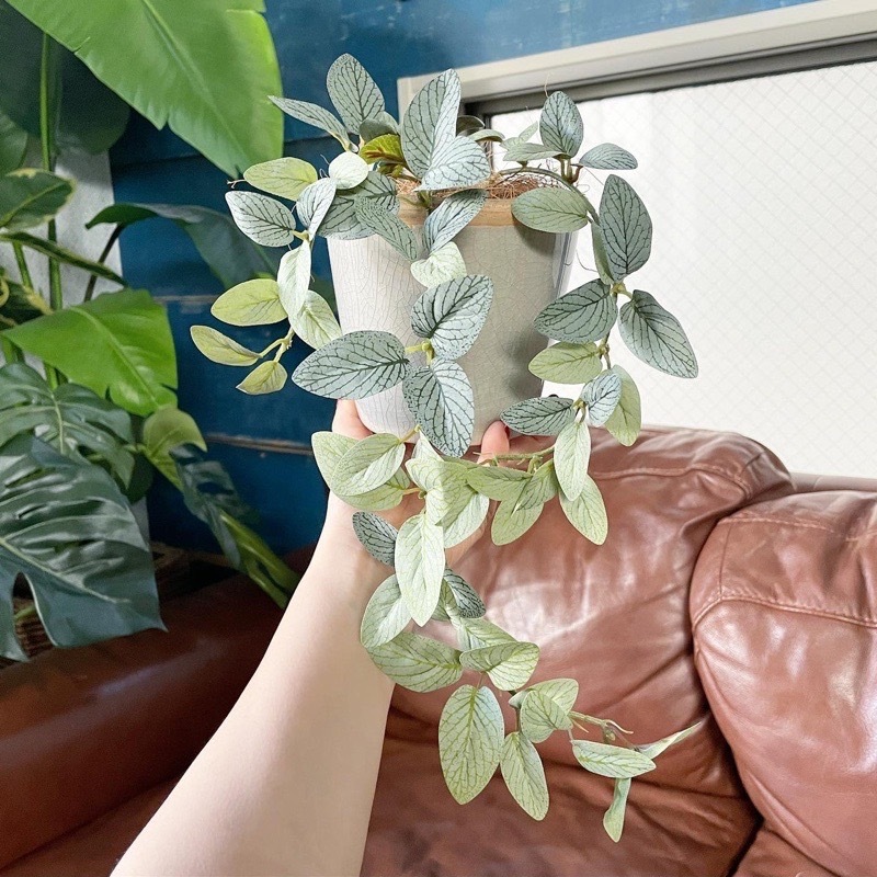 垂れるフィットニア（アンティークホワイト）