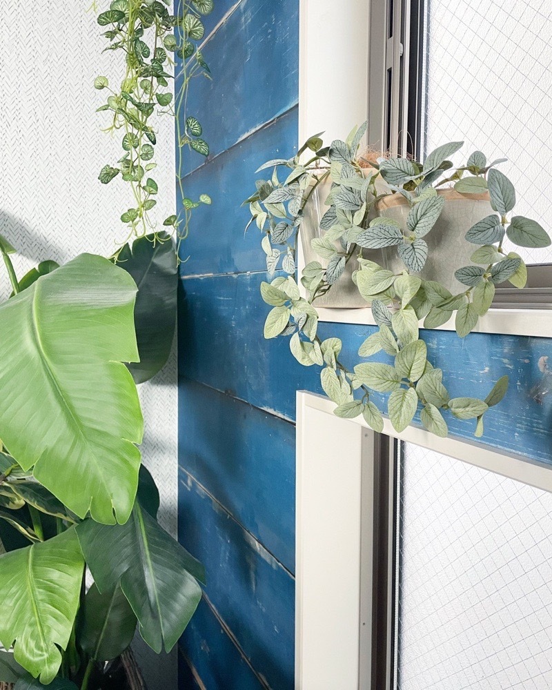 垂れるフィットニア（アンティークホワイト）