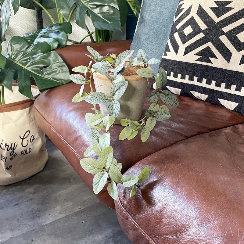 垂れるフィットニア（アンティークホワイト）