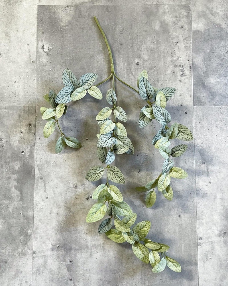 垂れるフィットニア（アンティークホワイト）