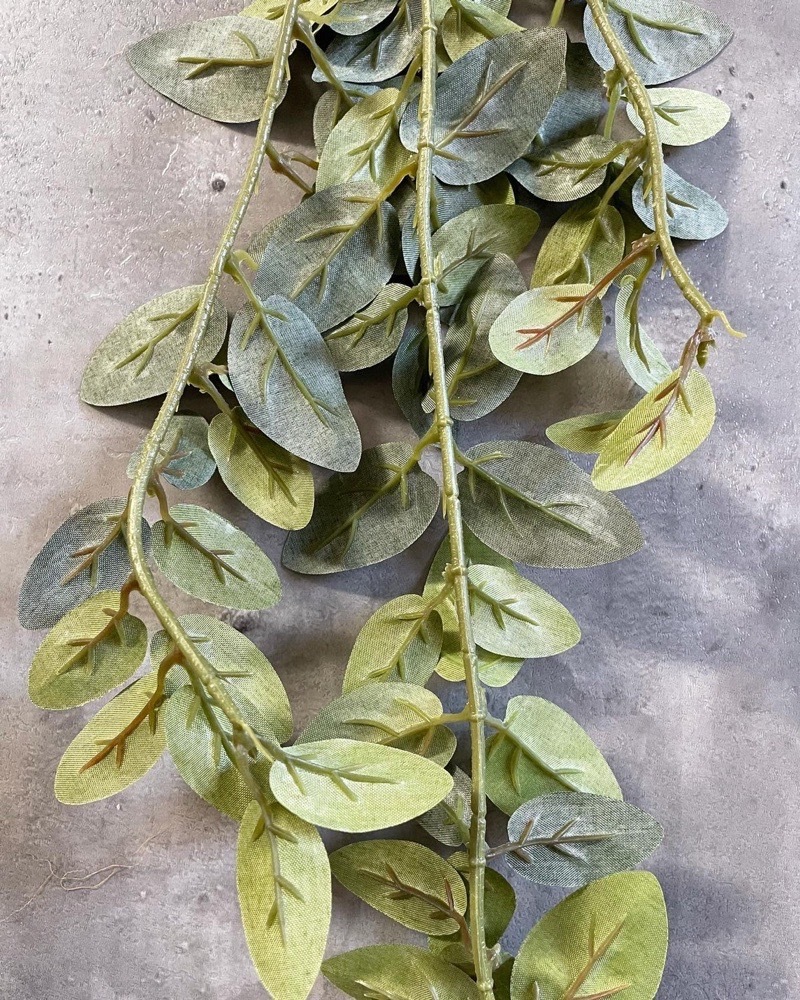 垂れるフィットニア（アンティークホワイト）