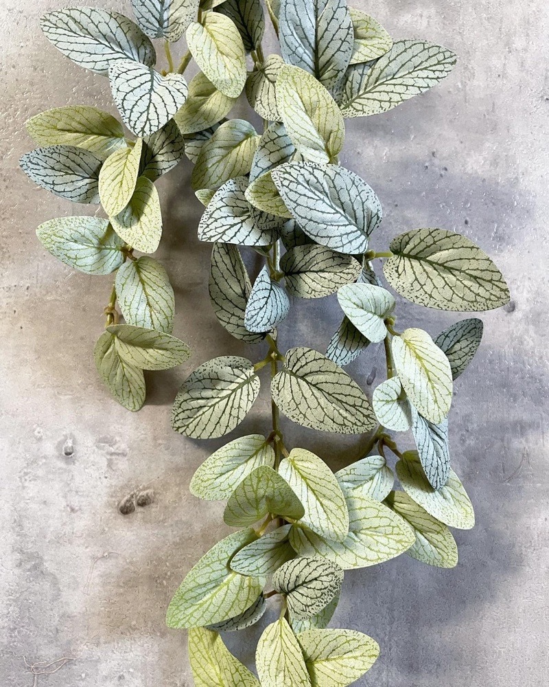 垂れるフィットニア（アンティークホワイト）