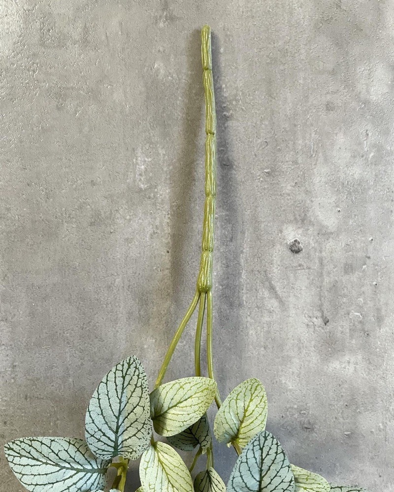 垂れるフィットニア（アンティークホワイト）