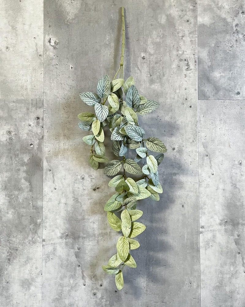 垂れるフィットニア（アンティークホワイト）