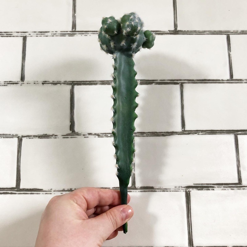 接ぎ木サボテン