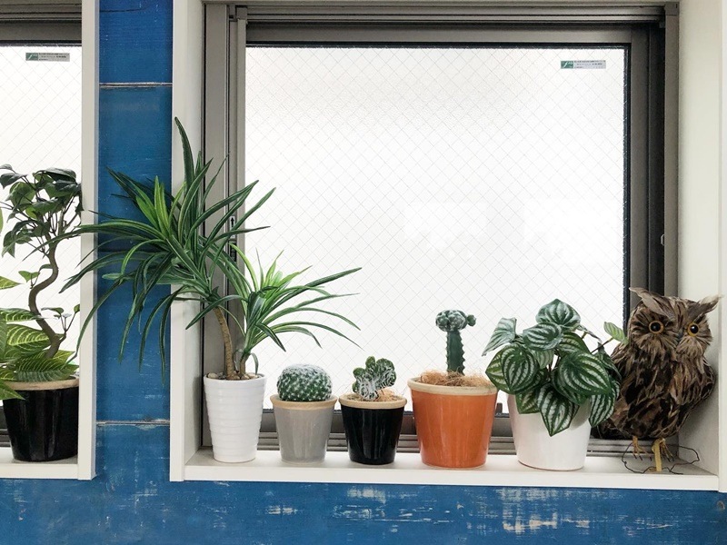 接ぎ木サボテン