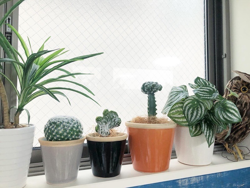 接ぎ木サボテン