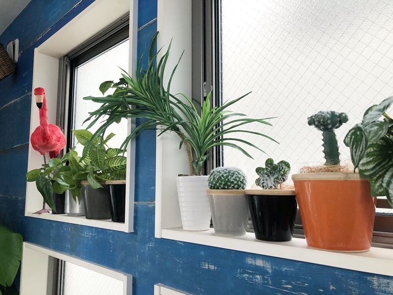 接ぎ木サボテン