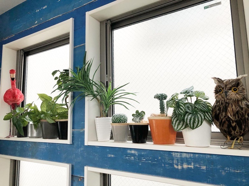 接ぎ木サボテン