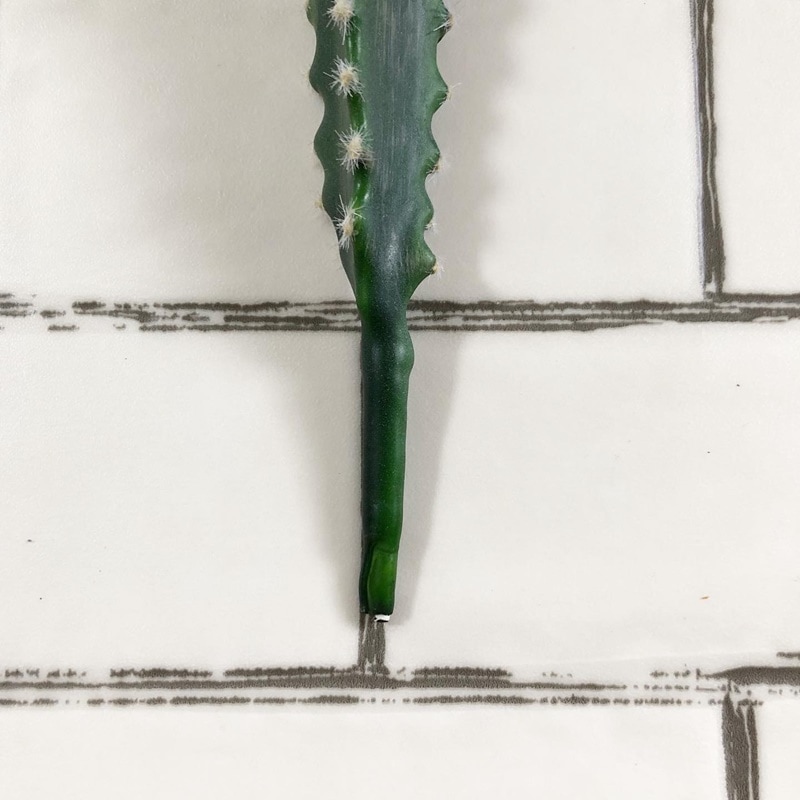 接ぎ木サボテン