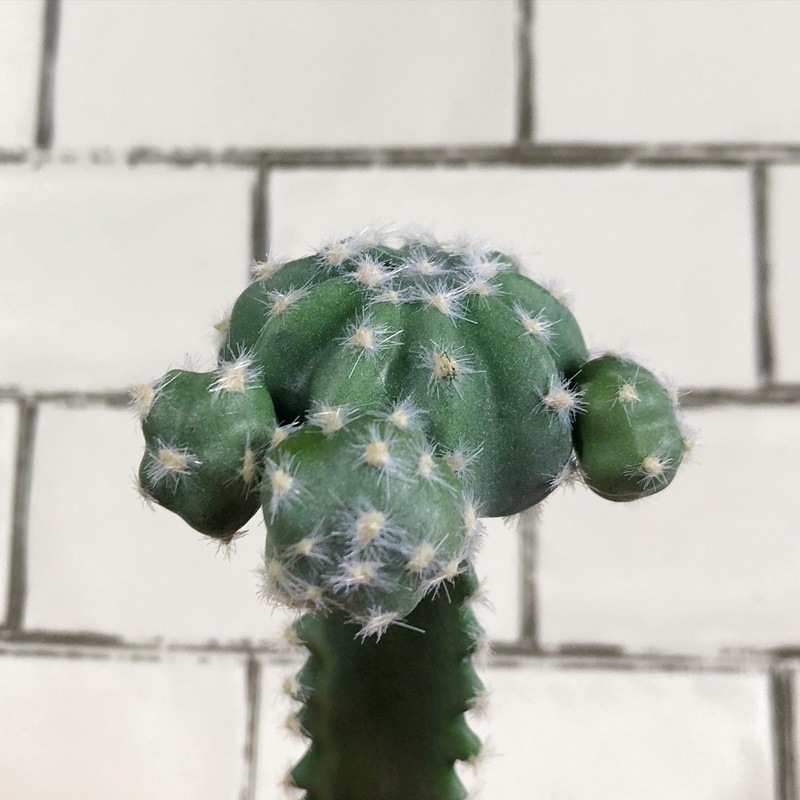 接ぎ木サボテン