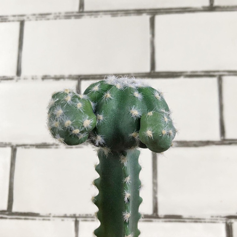 接ぎ木サボテン