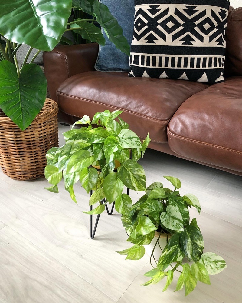 ちょいもりポトス