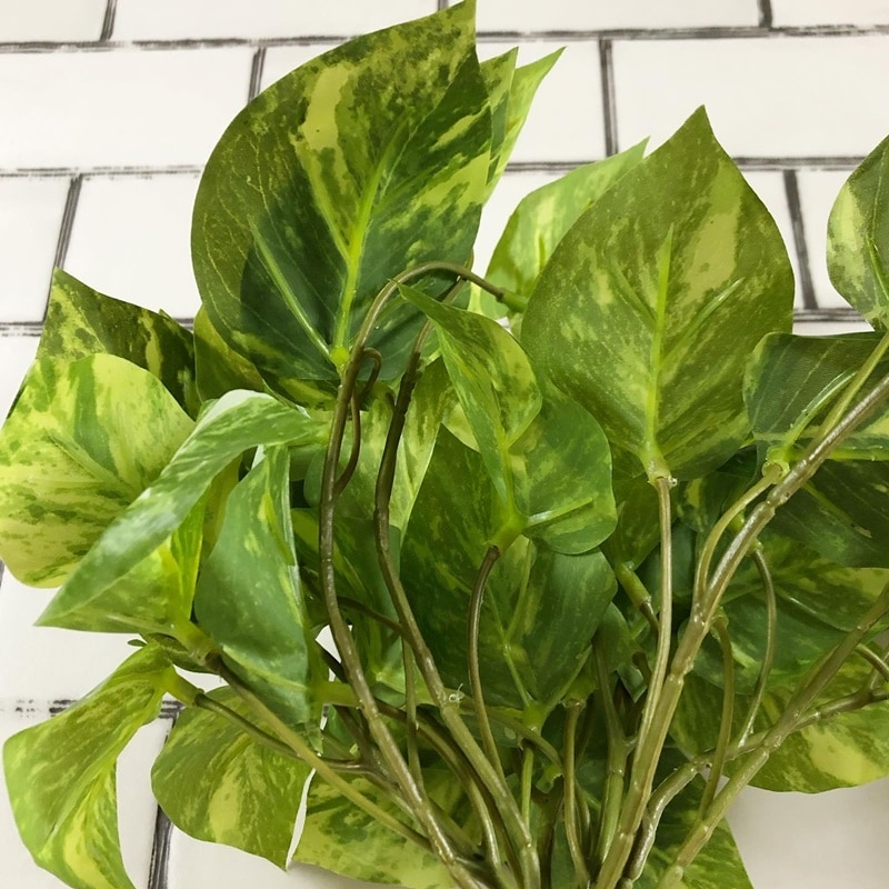 ⭐ポトス⭐サービスカット⭐20本 ⭐ポトス⭐サービスカット⭐20本