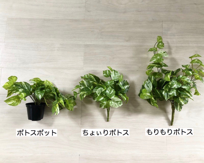 ちょいもりポトス