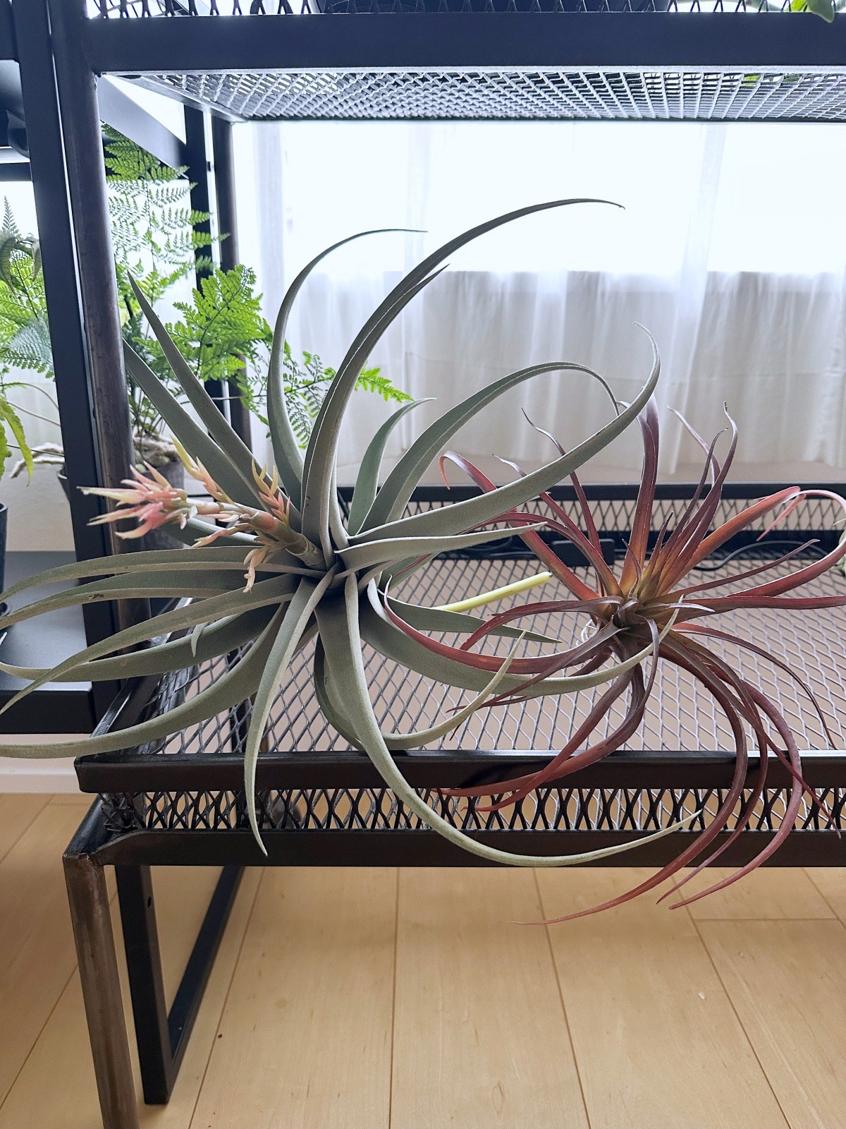 お花にょっきな大きなティランジア