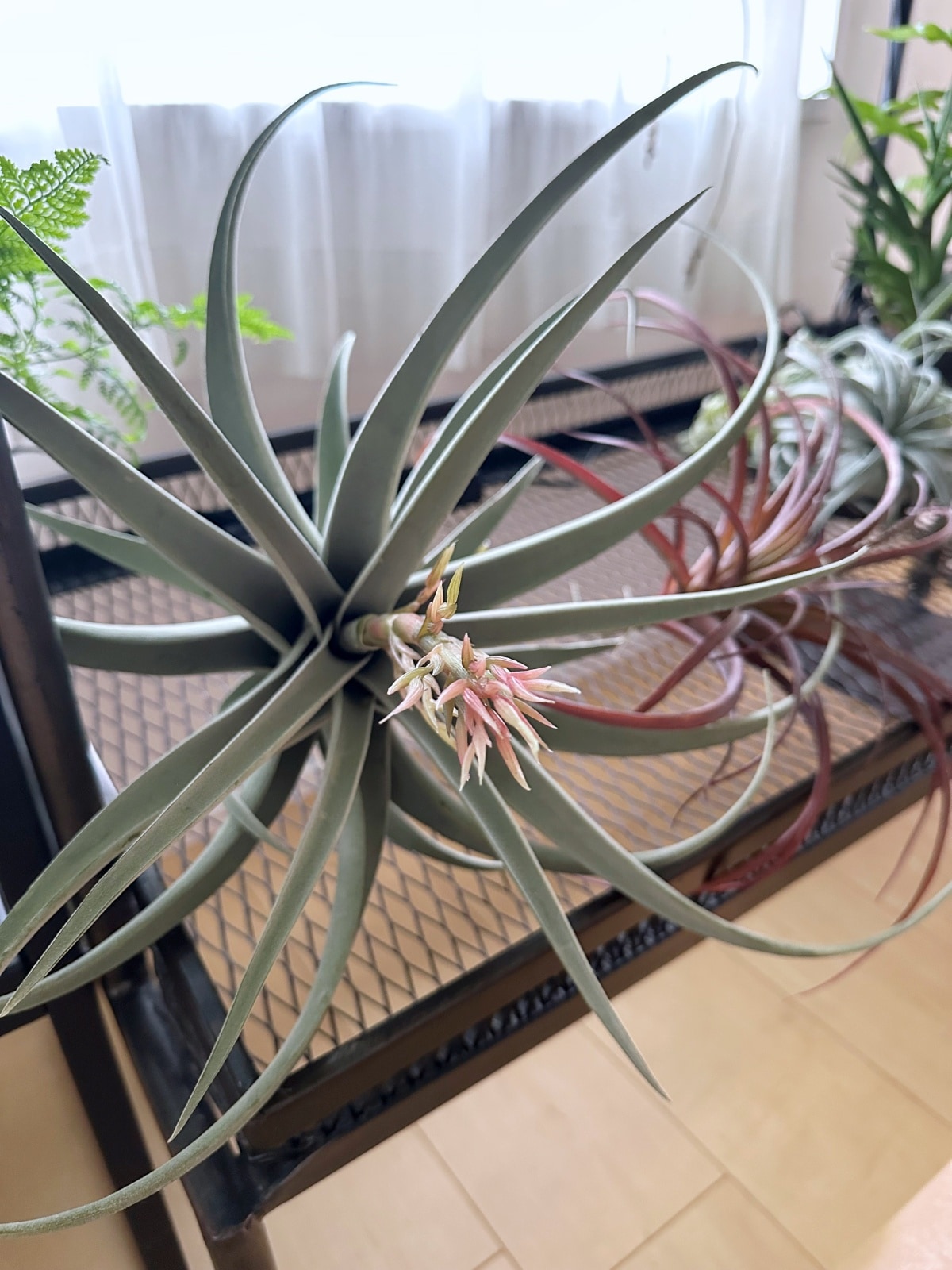 お花にょっきな大きなティランジア