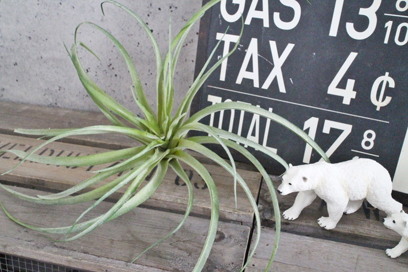 ティランジアB(Lサイズ)