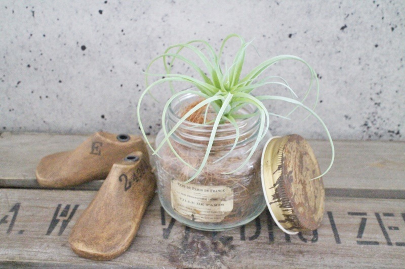 フレッシュティランジア(フロストグリーン)