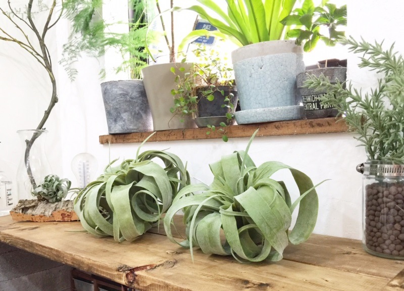 くるくるキセロL