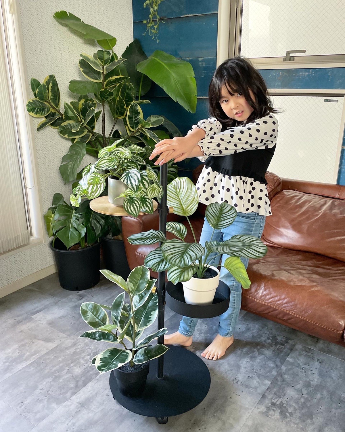 【送料無料♪】11枚葉っぱのカラテアオルビフォリア