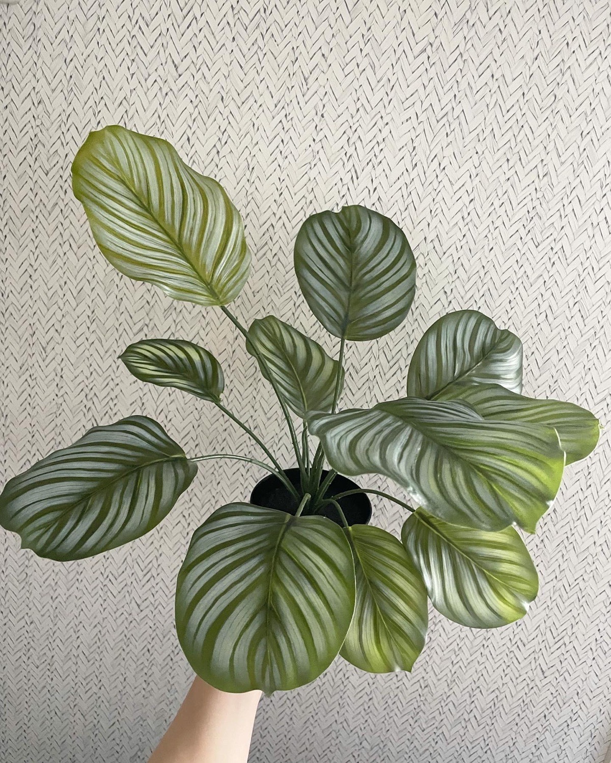 【送料無料♪】11枚葉っぱのカラテアオルビフォリア